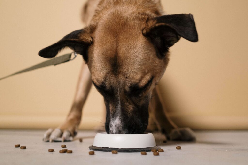 How to Give Your Dog the Best Diet