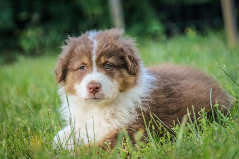 How to Potty Train a Puppy in 7 Steps