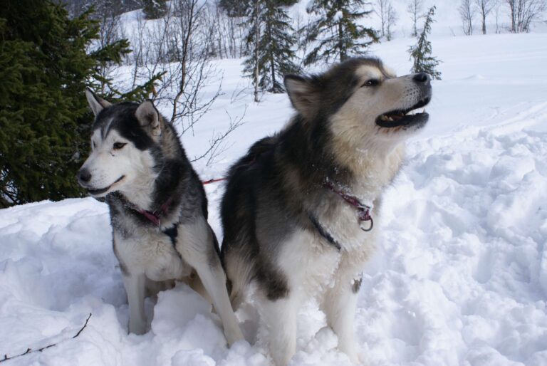 Alaskan Malamute Vs Siberian Husky – Which Is Better?