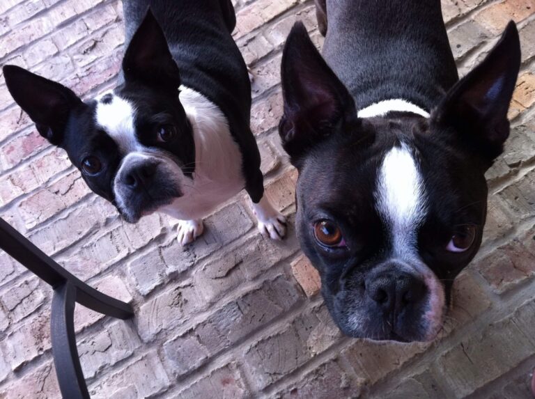 Boston Terrier Vs French Bulldog – Which Is Better?